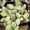 Crassula Congesta Green Beans