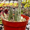 Senecio Stapeliiformis