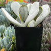 Cotyledon Orbiculata Pig's Ear