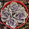 Echeveria 'Perle Von Nurnberg'