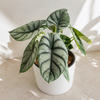 Alocasia Silver Dragon