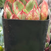 Echeveria Ana Lu
