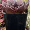 Echeveria Black Prince