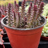 Crassula Pagoda Village