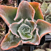 Echeveria Domingo