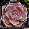 Echeveria Red Ball