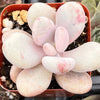 Pink Moonstone Pachyphytum