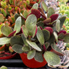 Crassula Pondo Cliff