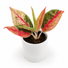 Aglaonema Pink Legacy
