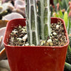 Senecio Stapeliiformis