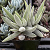 Crassula Mesembryanthemoides