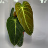 Philodendron Melanochrysum