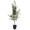 3-in-1 Apple Tree