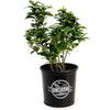 Key Lime Bush