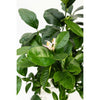 Improved Meyer Lemon Bush