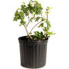 Black Mission Fig