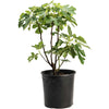 Brown Turkey Fig