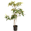 Japanese Loquat
