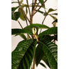 Japanese Loquat