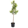 Hardired Nectarine Tree