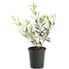 Arbequina Olive Tree