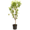 Multi-Fruit Peach Tree