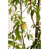 Multi-Fruit Peach Tree