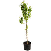 D’Anjou Pear Tree
