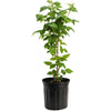 Nova Red Raspberry Plant