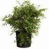 Barbados ‘Acerola’ Cherry Tree