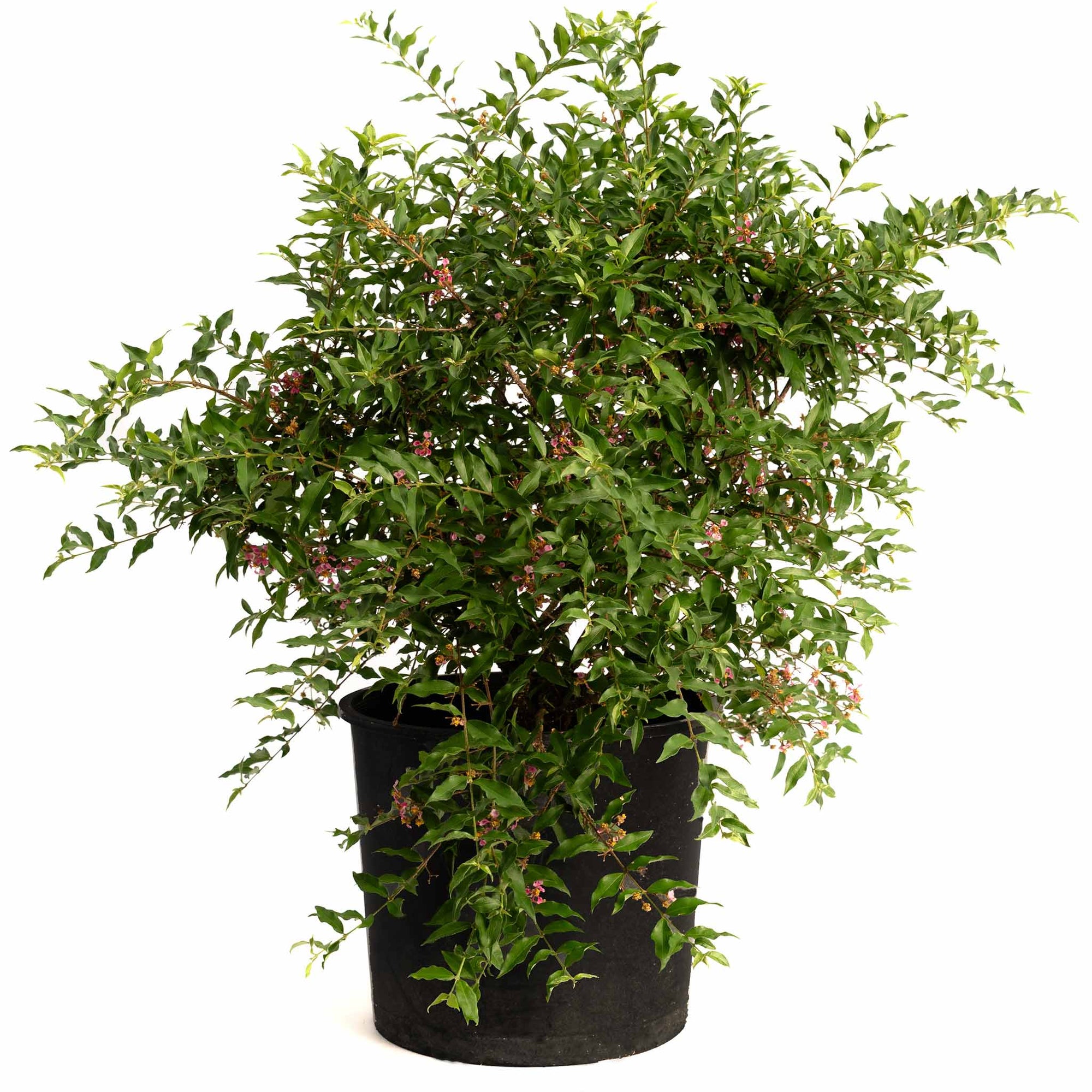 Barbados ‘Acerola’ Cherry Tree