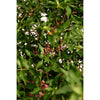 Barbados ‘Acerola’ Cherry Tree