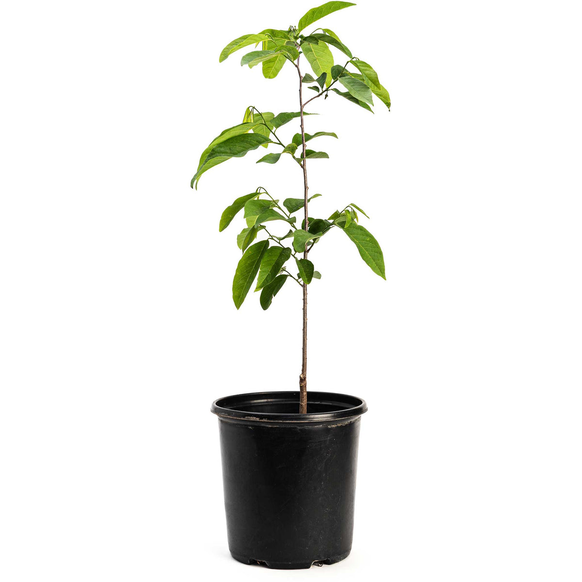 Zucker Tree Sugar Apple Tree – The Plant Seed