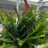 Indoor Hanging Fern Plant