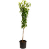 Black Tartarian Cherry Tree