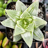 Haworthia Retusa 'White Ghost'