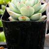 Echeveria Tippy Pink