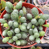 Adromischus Oviforme