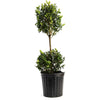 Green Mountain Topiary Boxwood (Ball)