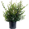 Yuletide Camellia