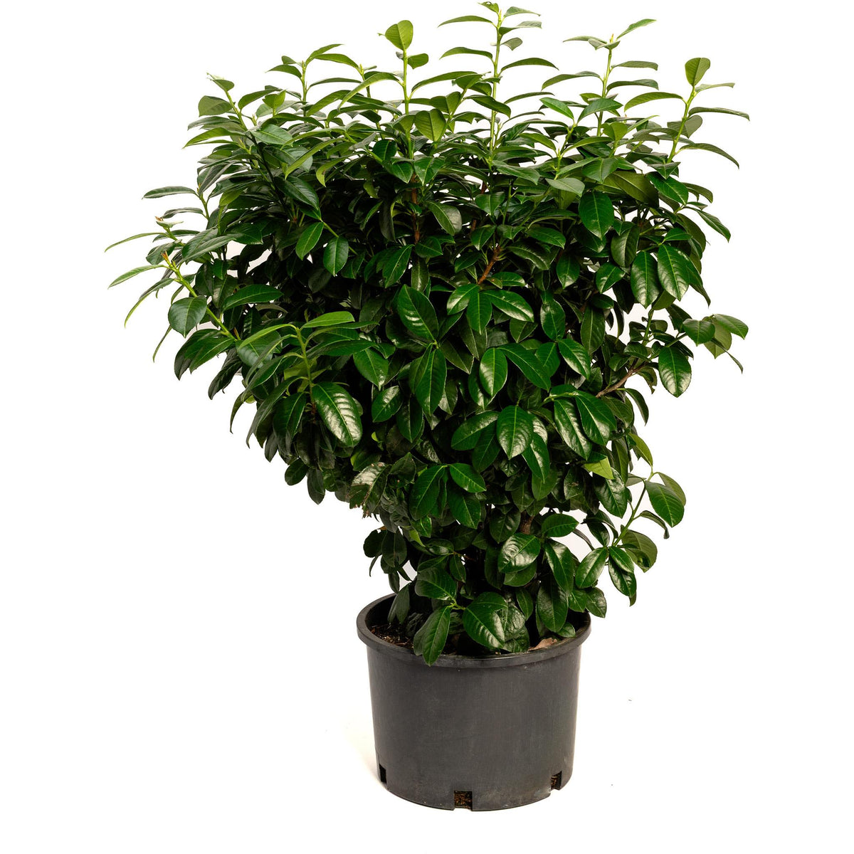 Cherry Volcano Volcano Cherry Laurel – The Plant Seed