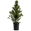 Dwarf Alberta Spruce