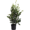 Autumn Rocket Camellia
