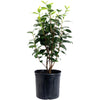 LA Peppermint Camellia