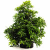 Enchanted Forest® River Run™ Pieris
