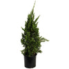 Hollywood Juniper Tree