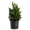 Hollywood Juniper Tree