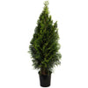 Emerald Green Arborvitae
