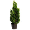 Emerald Green Arborvitae