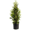 Thuja Green Giant